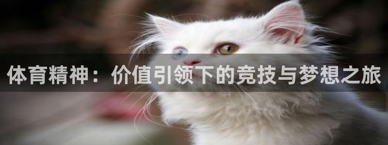 安信16体育热门赛事有哪些